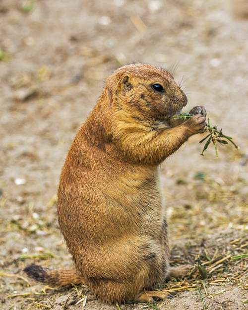 Prairie Dog Rodent Animals Cynomys