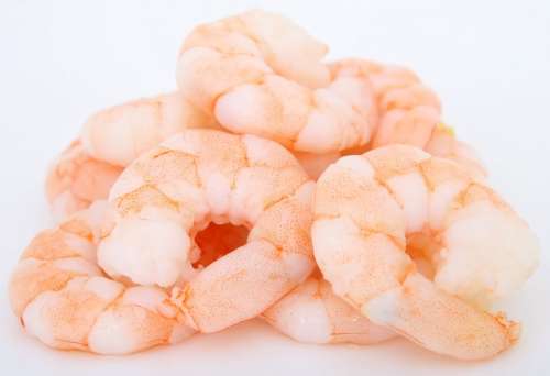 Prawns Shrimp Food Fresh Sea Food Seafood