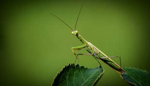 Praying Mantis Mantis Religiosa Insect Green Nature