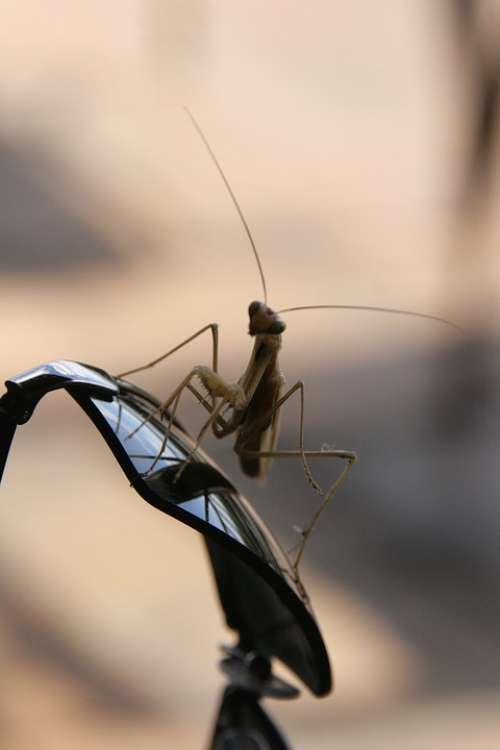 Praying Mantis Africa Glasses