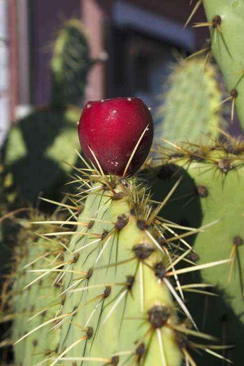 Prickly Pear Cactus Cactus Greenhouse Red Sting