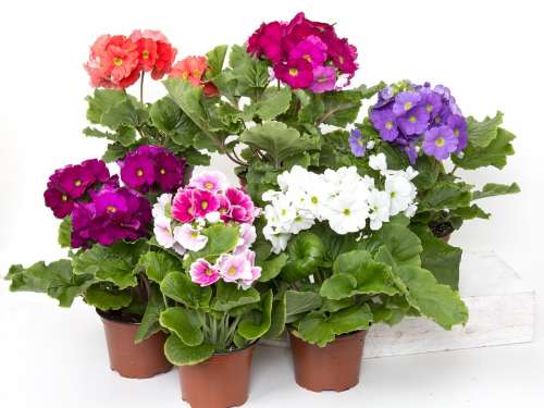 Primroses Cup Primrose Colorful Flower Plant