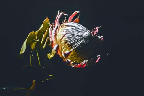 Protea Floral Flower