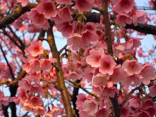 Prunus Sun Ming Shan Cherry Blossoms