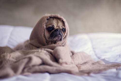 Pug Dog Blanket Bed Face Animal Pet Funny