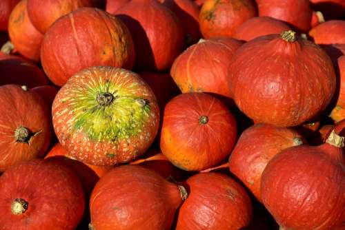Pumpkin Hokkaido Orange Autumn Vegetables Food