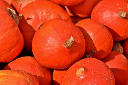 Pumpkin Fruit Autumn Cucurbita Maxima Choose Large