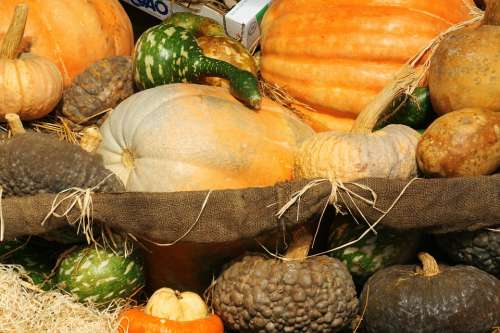 Pumpkin Squash Vegetables Markets Rome Spread