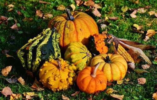 Pumpkins Decorative Squashes Nature Autumn