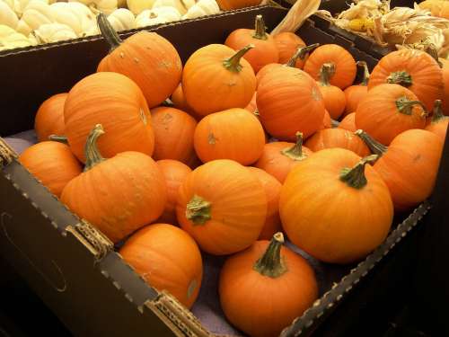 Pumpkins Crate Food Vegetables Orange Harvest