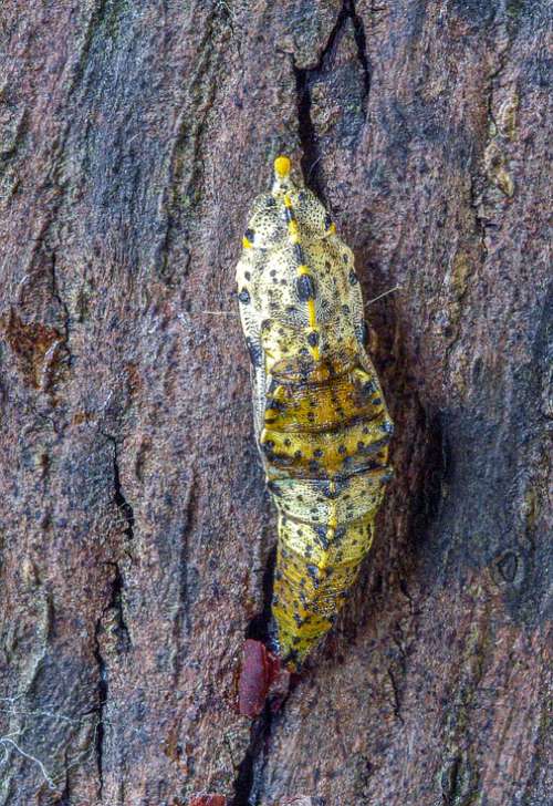 Pupa Butterfly Large White Cocoon Wildlife
