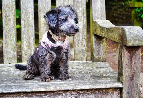 Puppies Small Dogs Muddy Pups Muddy Paws