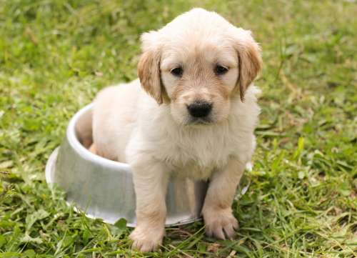 Puppy Golden Retriever Dog In The Free Young Pet