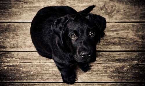Puppy Dog Canine Faithful Dog Eyes Cute Doggie