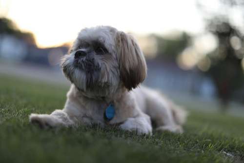 Puppy Dog Grass Sunset