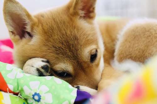 Puppy Shiba Inu Shiba Inu Dog Cute Pet Animal