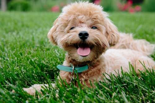 Puppy Dog Pet Animal Cute Doggy Poodle Pup