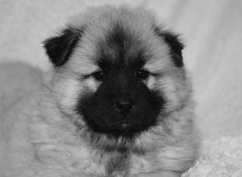 Puppy Dog Dog Eurasier Pup Doggy Cute Adorable