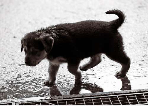 Puppy Wet Rain Dog Baby Sweet Dog Puppy Pet