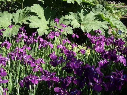 Purple Flowers Iris Floral Botanical