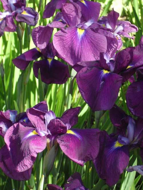 Purple Flower Iris Botanical