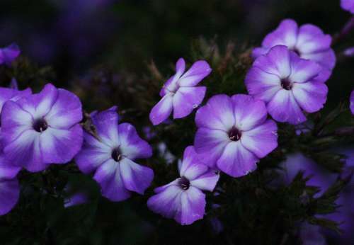 Purple Flowers Floral Bloom Colorful Summer Petal