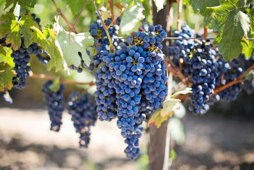 Purple Grapes Vineyard Napa Valley Napa Vineyard