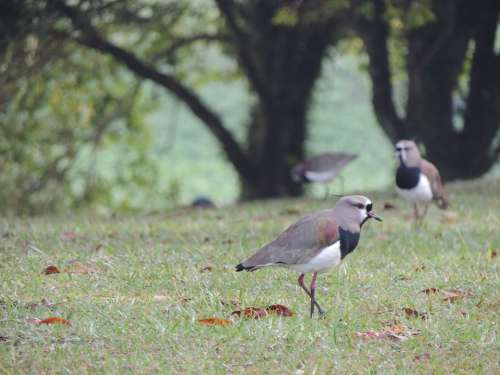 Quero-Quero Bird Tropical Nature Southern Lapwing