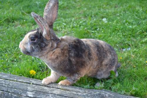 Rabbit Animal Herbivore Cute Grass Fur Ears