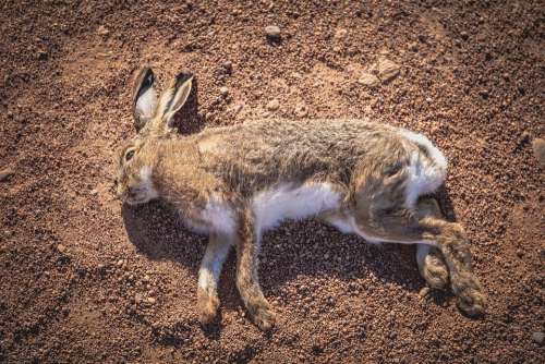 Rabbit Playing Dead Hare Laying