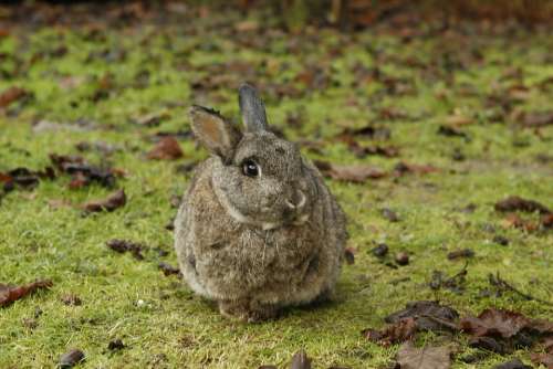 Rabbit Bunny Pet Nature