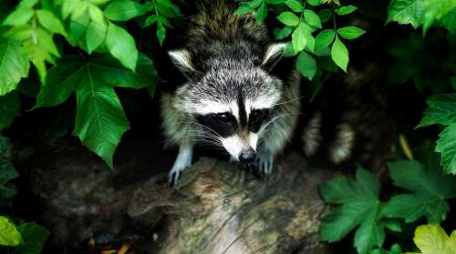 Raccoon Animal Wildlife Nature Outdoors Leaves