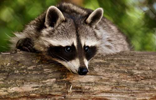 Raccoon Wild Animal Furry Mammal Nature