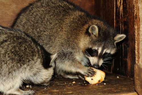 Raccoon Animal Wildlife Eating
