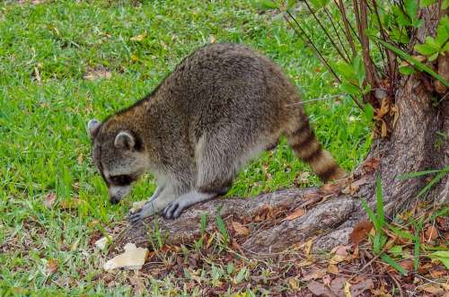 Raccoon Snacking Food Eat Unhealthy Nutrition