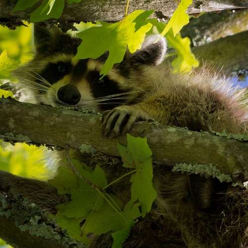 Raccoon Tree Face Close Animal Nature Wildlife
