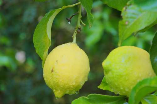 Rain Lemon Plant Fruit Drops