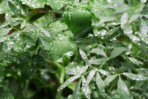 Rain Nature Leaves Dew Drop Drop Drop Of Water