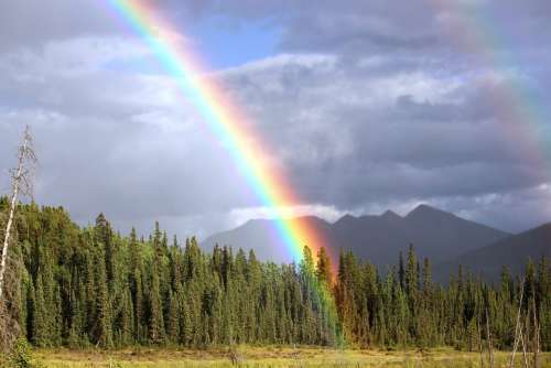 Rainbow Arch Rainbow Colors Double Rainbow Forest