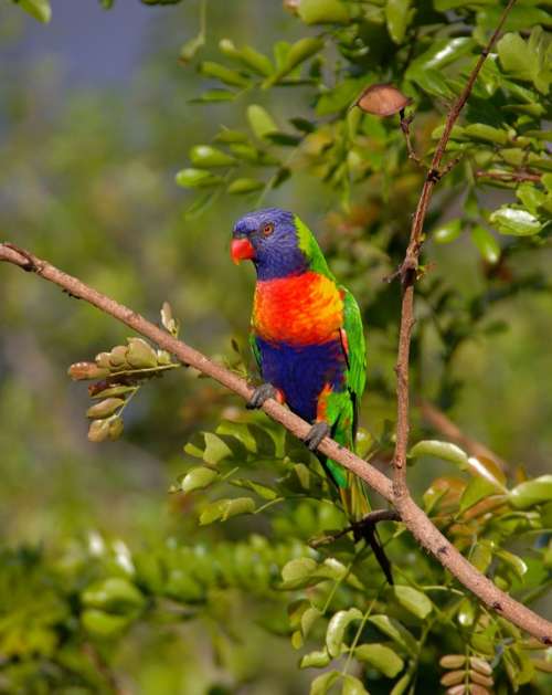 Rainbow Lorikeet Parrot Colourful Bird Australian