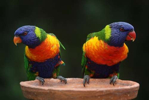 Rainbow Lorikeet Parrots Australia Rainbow Colorful