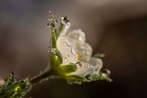 Raindrop Dewdrop Strawberry Flower Blossom Bloom