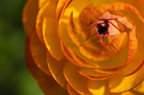 Ranunculus Flower Blossom Bloom Close Up Bloom