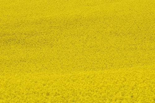 Rape Agriculture Plants Yellow Floral Natural