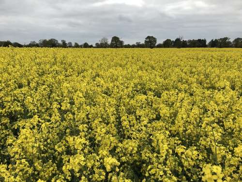 Rapeseed Field Ag Agriculture