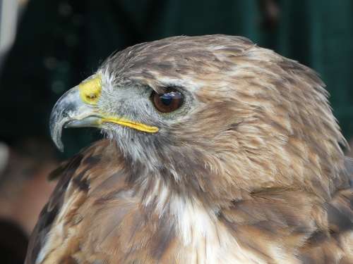 Raptor Nature Bird Of Prey Animal Portrait