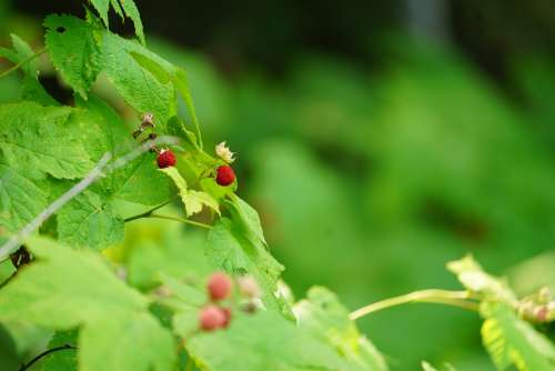 Raspberries Berries Leaves