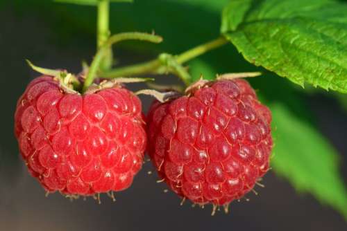 Raspberry Fruit Berry Red Ripe Leave