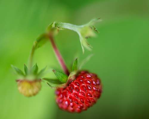 Raspberry Nature Fruit Red Ripe Bio Harvest