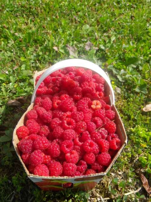 Raspberry Basket Summer Fruit Berries Collection